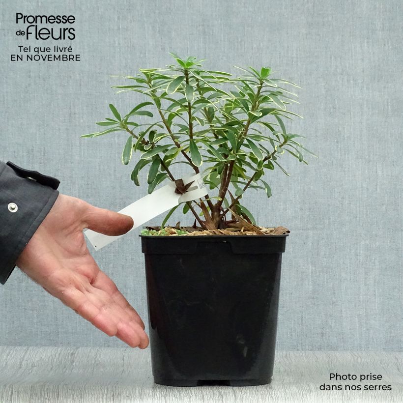 Exemplaar van Daphne Summer Ice - Peperboompje Pot van 3 l/4 l zoals geleverd in de herfst