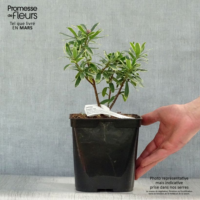 Example of Daphne Summer Ice - Peperboompje Pot van 3 l/4 l as you get in printemps