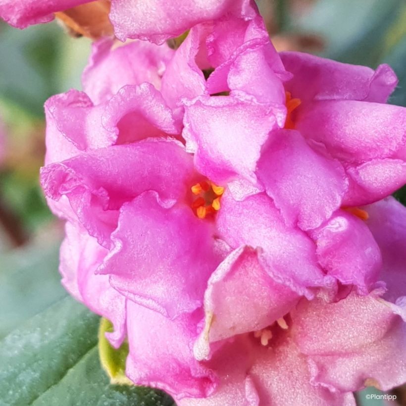 Daphne Sweetheart - Peperboompje (Bloei)