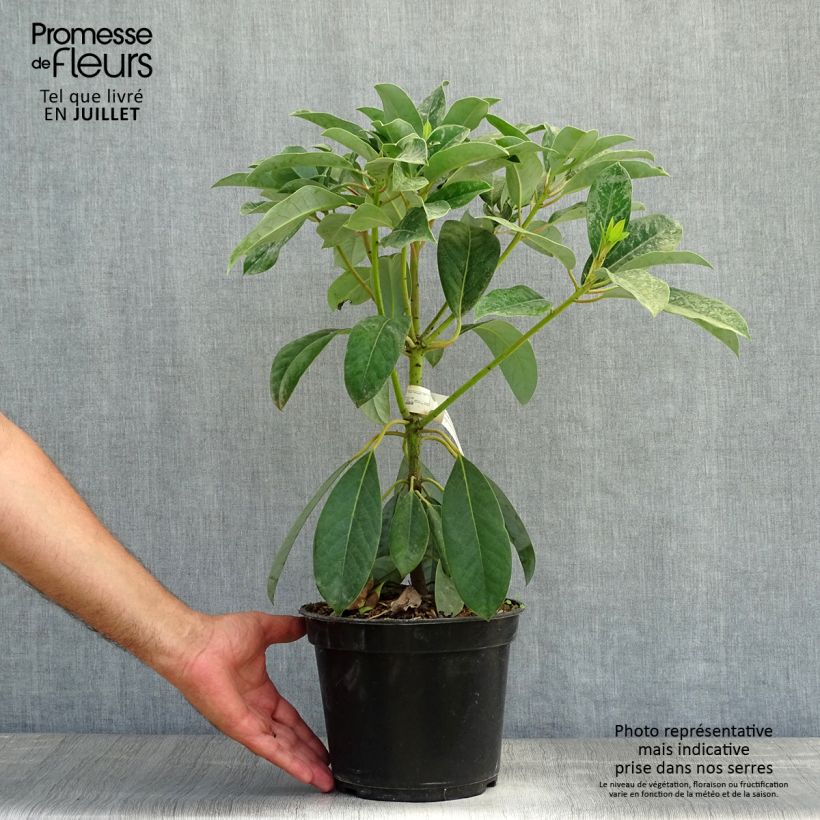 Exemplaar van Daphniphyllum himalayense macropodum Pot van 2 l/3 l zoals geleverd in de zomer