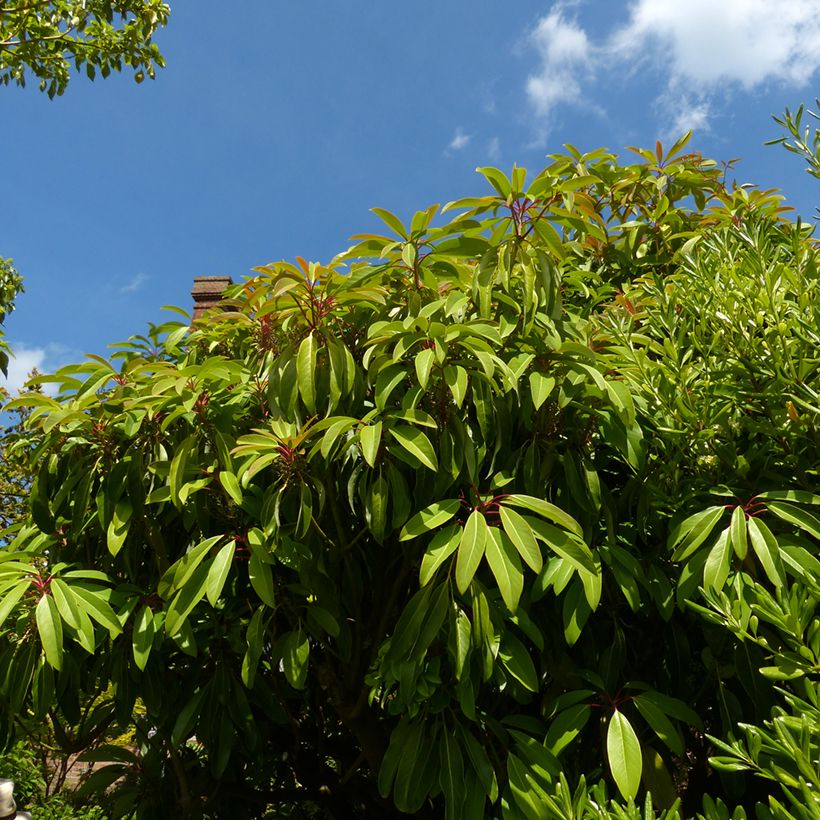 Daphniphyllum himalayense macropodum (Groeiplaats)