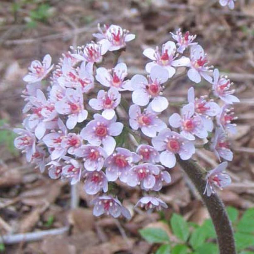 Darmera peltata - Schildblad (Bloei)