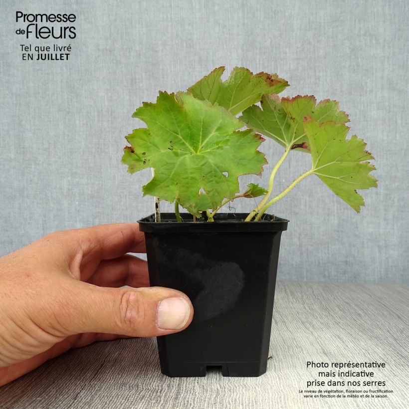Exemplaar van Darmera peltata - Schildblad Kweekpotje van 8/9 cm zoals geleverd in de zomer