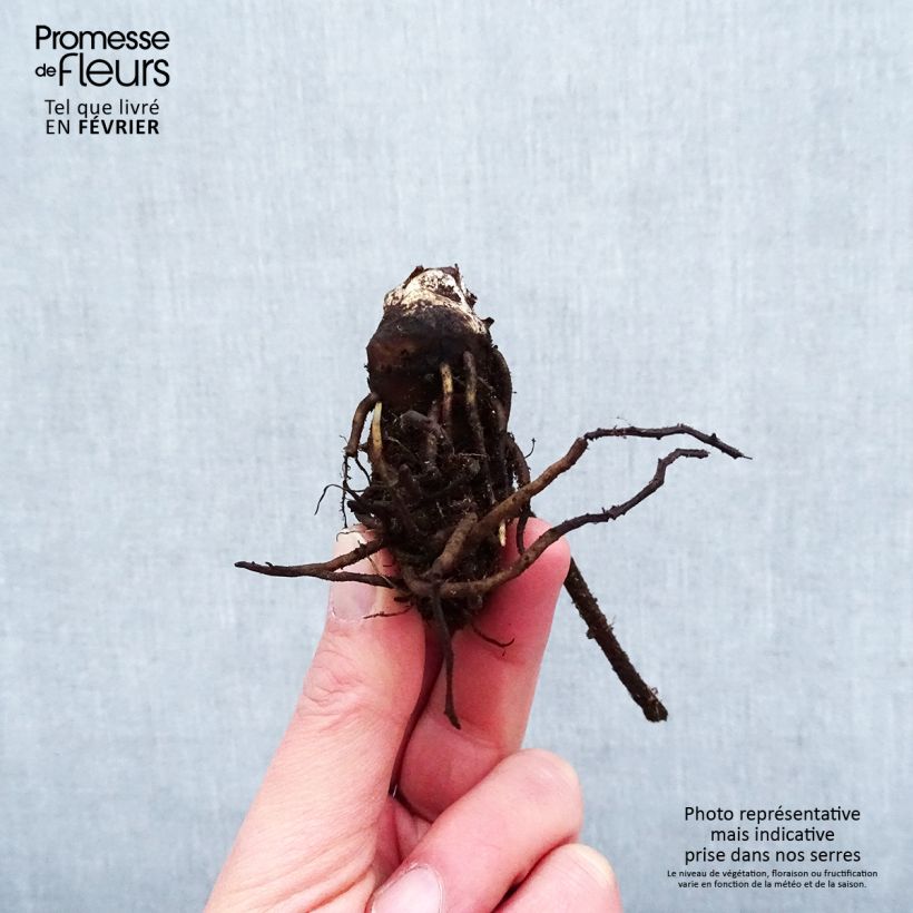 Exemplaar van Darmera peltata - Schildblad Naakte wortel zoals geleverd in de winter