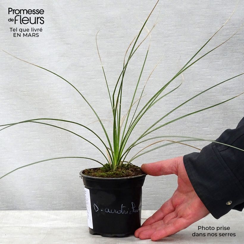 Example of Dasylirion acrotrichum - Mexicaanse grasboom Pot van 12 cm / 13 cm as you get in printemps