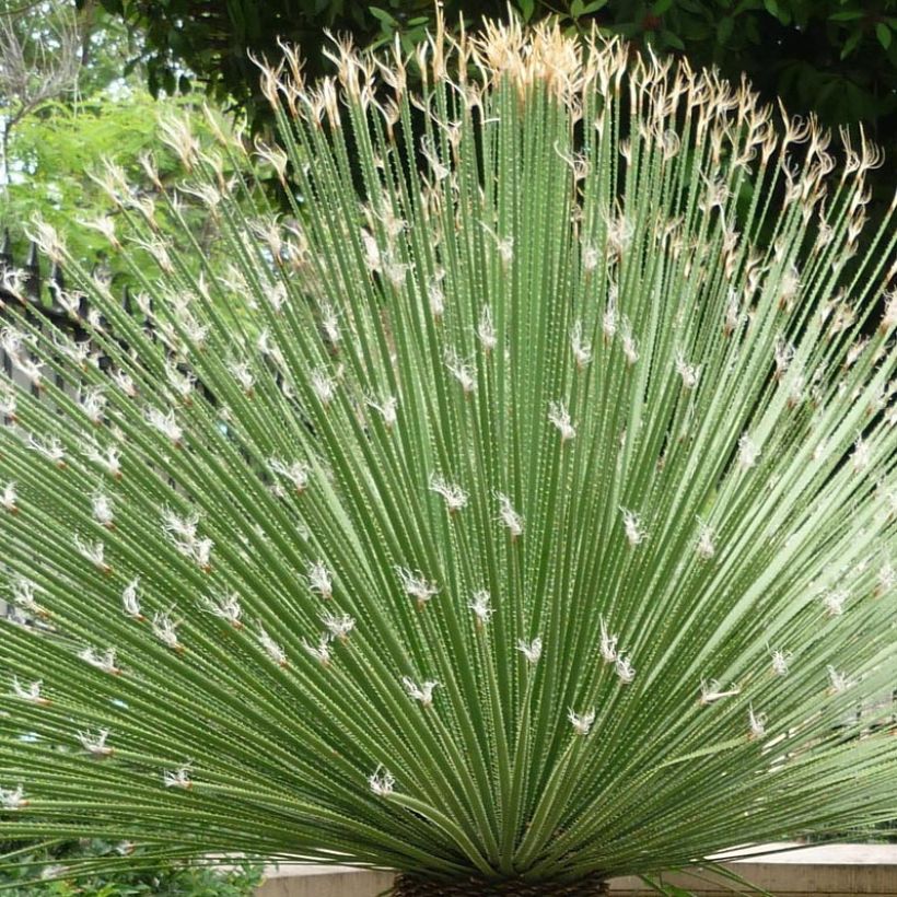 Dasylirion acrotrichum - Mexicaanse grasboom (Foliage)