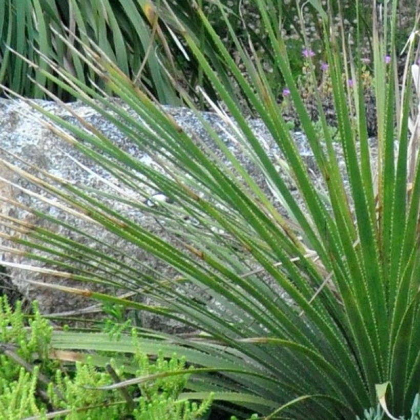 Dasylirion cedrosanum - Mexicaanse grasboom (Foliage)