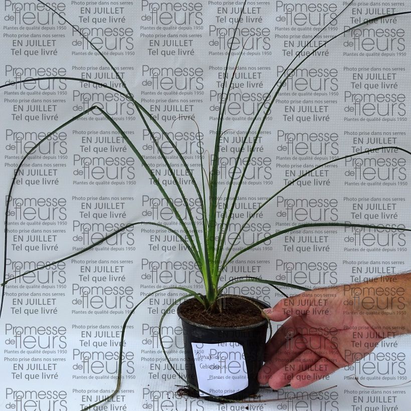 Exemplaar van Dasylirion cedrosanum - Mexicaanse grasboom Pot van 12 cm / 13 cm zoals geleverd in de zomer