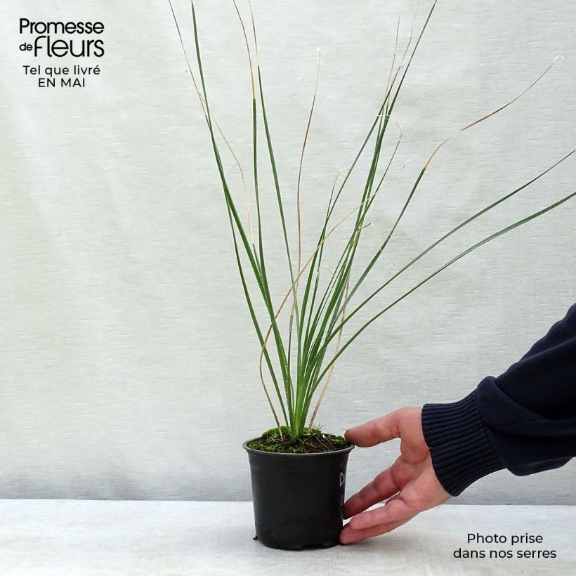 Example of Dasylirion cedrosanum - Mexicaanse grasboom Pot van 12 cm / 13 cm as you get in printemps