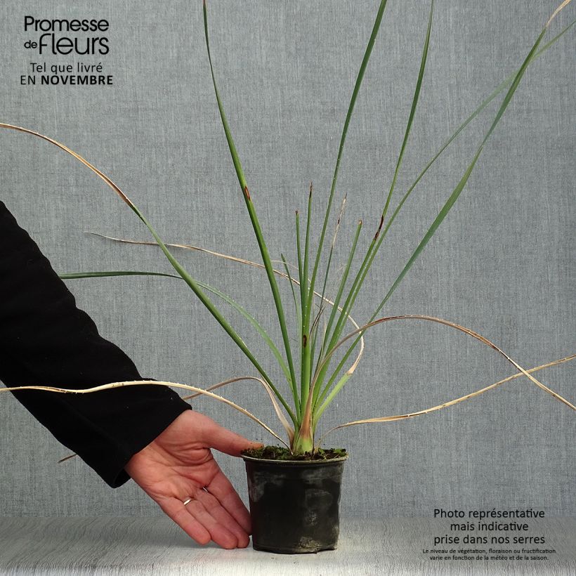 Exemplaar van Dasylirion cedrosanum - Mexicaanse grasboom Pot van 12 cm / 13 cm zoals geleverd in de herfst
