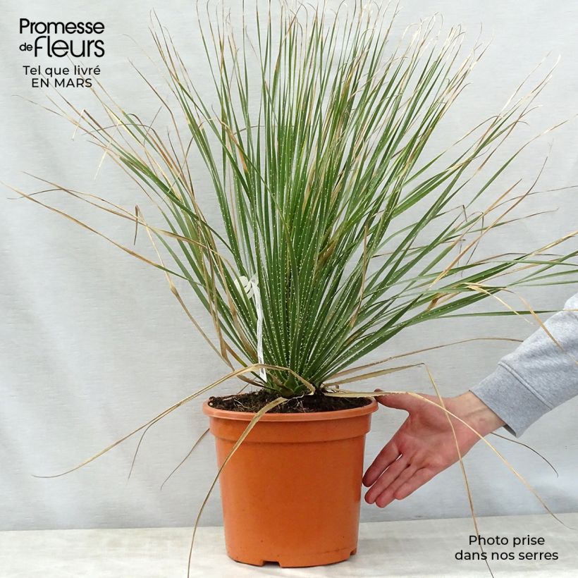 Exemplaar van Dasylirion glaucophyllum - Mexicaanse grasboom Pot van 7,5 l/10 l zoals geleverd in de lente
