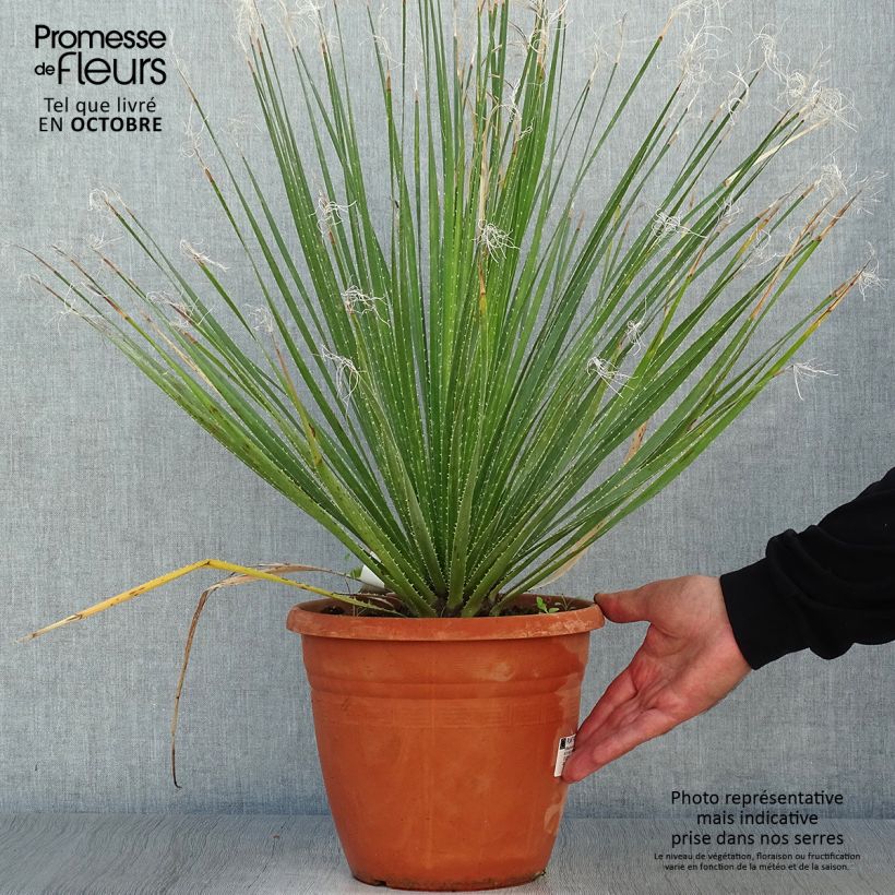 Exemplaar van Dasylirion glaucophyllum - Mexicaanse grasboom Pot van 7,5 l/10 l zoals geleverd in de herfst