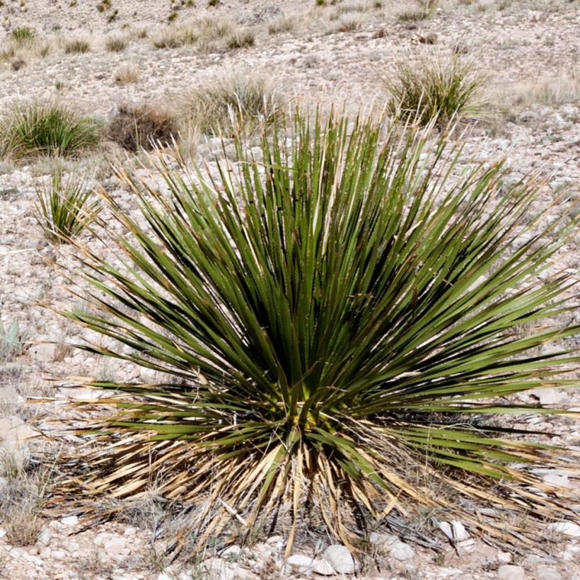Dasylirion leiophyllum - Mexicaanse grasboom (Plant habit)
