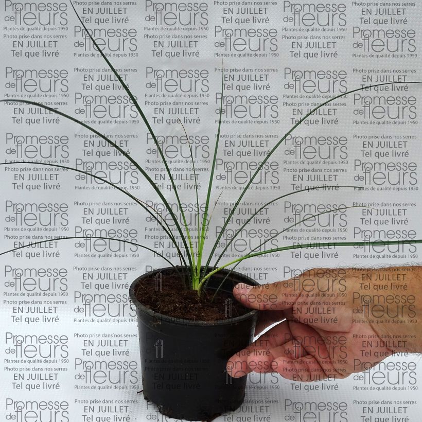 Exemplaar van Dasylirion leiophyllum - Mexicaanse grasboom Pot van 12 cm / 13 cm zoals geleverd in de zomer