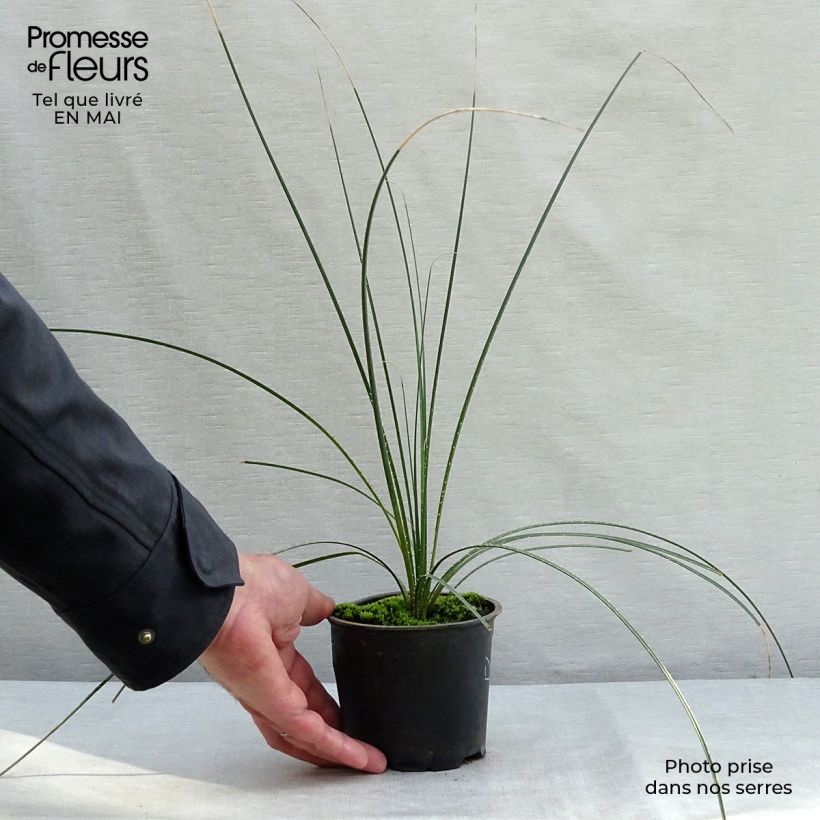 Example of Dasylirion leiophyllum - Mexicaanse grasboom Pot van 12 cm / 13 cm as you get in printemps