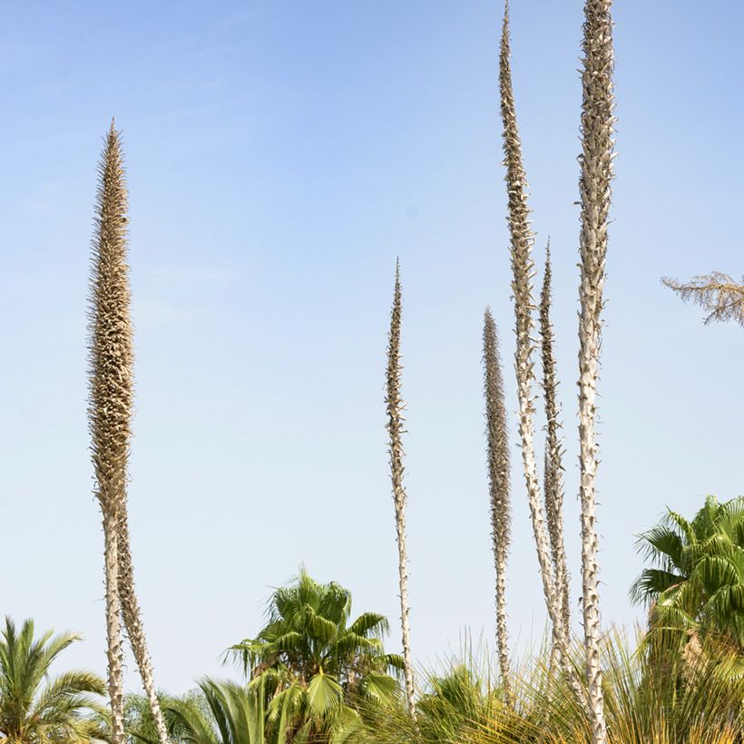 Dasylirion longissimum - Mexicaanse grasboom (Bloei)