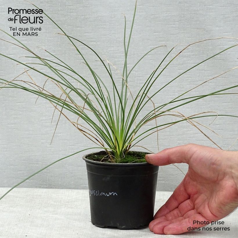 Example of Dasylirion longissimum - Mexicaanse grasboom Pot van 12 cm / 13 cm as you get in printemps