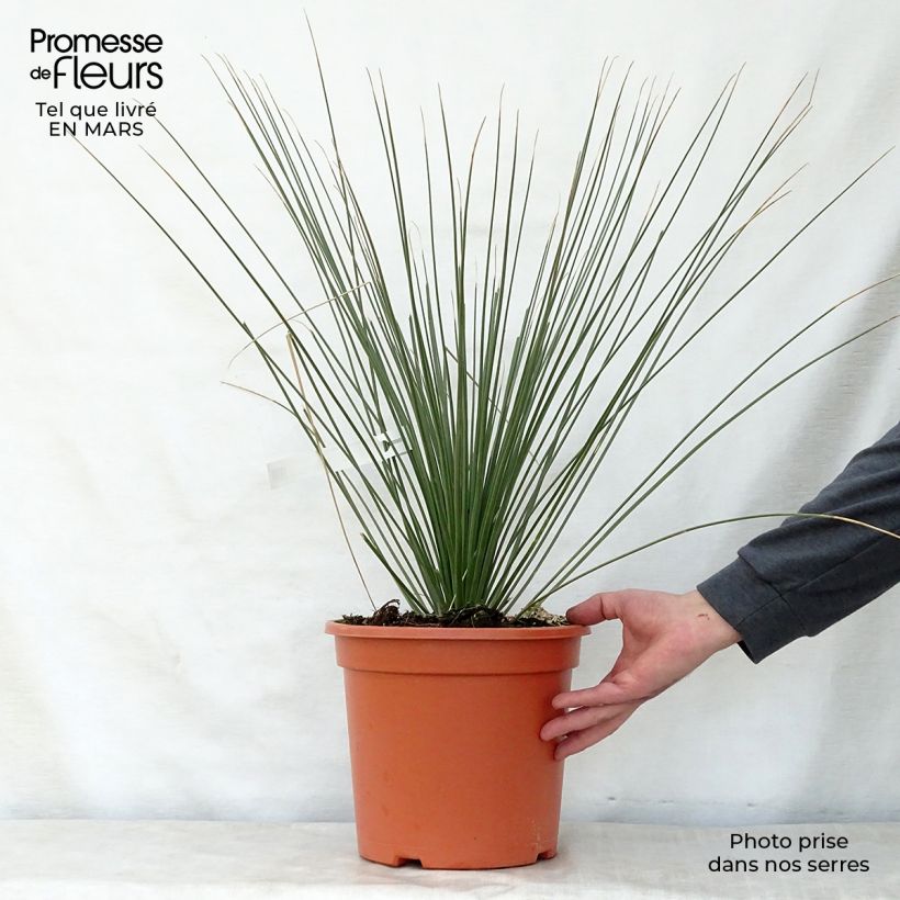Example of Dasylirion longissimum - Mexicaanse grasboom Pot van 7,5 l/10 l as you get in printemps