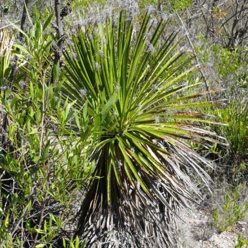 Dasylirion lucidum - Mexicaanse grasboom (Plant habit)
