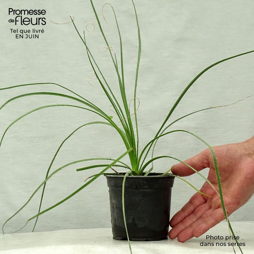 Exemplaar van Dasylirion lucidum - Mexicaanse grasboom Pot van 12 cm / 13 cm zoals geleverd in de zomer