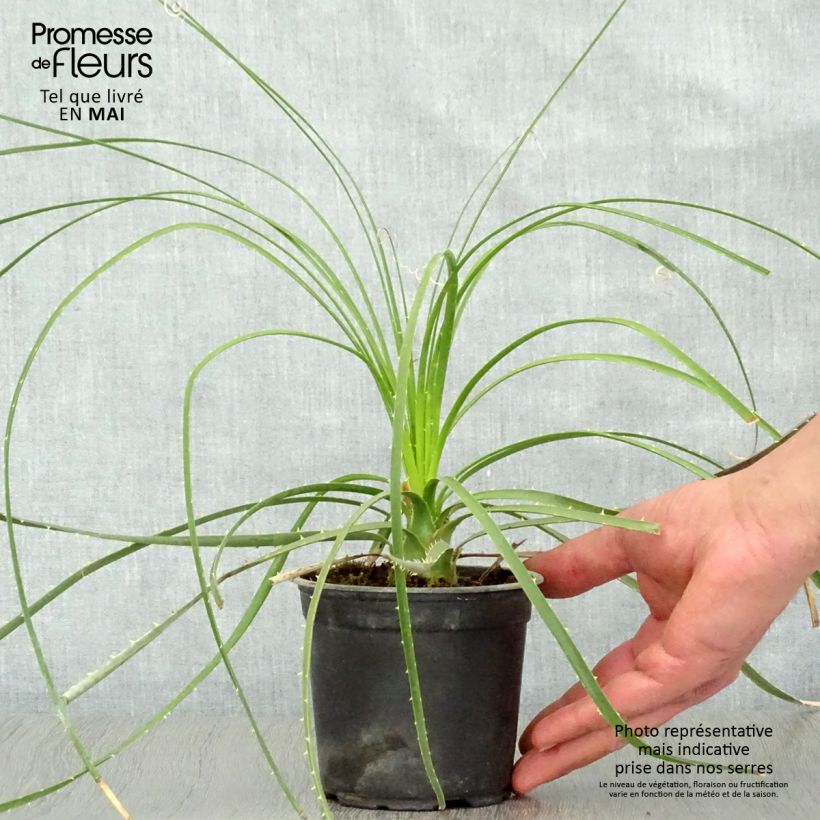Example of Dasylirion lucidum - Mexicaanse grasboom Pot van 12 cm / 13 cm as you get in printemps