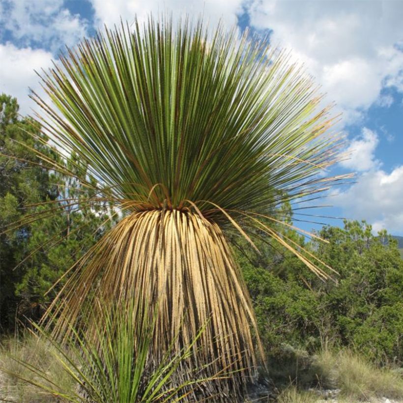 Dasylirion miquihuanensis - Mexicaanse grasboom (Groeiplaats)