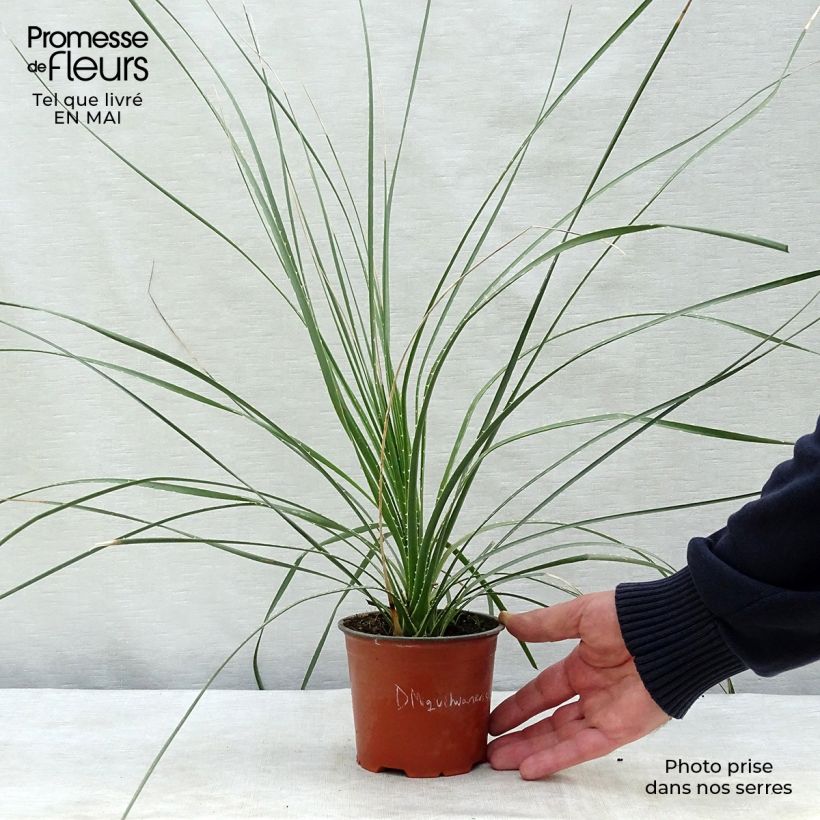 Exemplaar van Dasylirion miquihuanensis - Mexicaanse grasboom Pot van 12 cm / 13 cm zoals geleverd in de lente