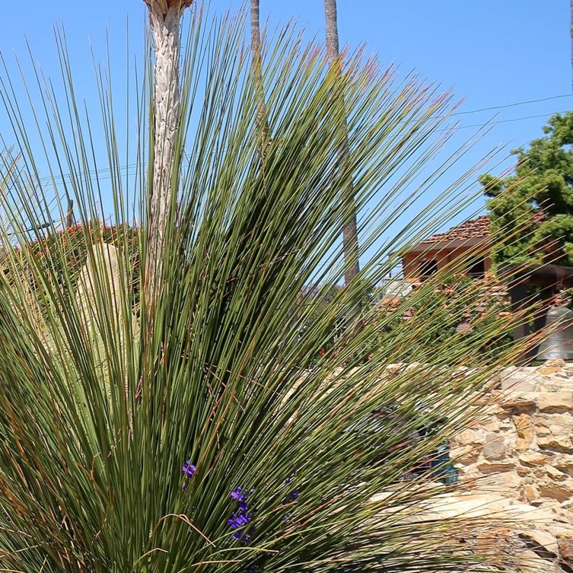 Dasylirion quadrangulatum - Mexicaanse grasboom (Blad)