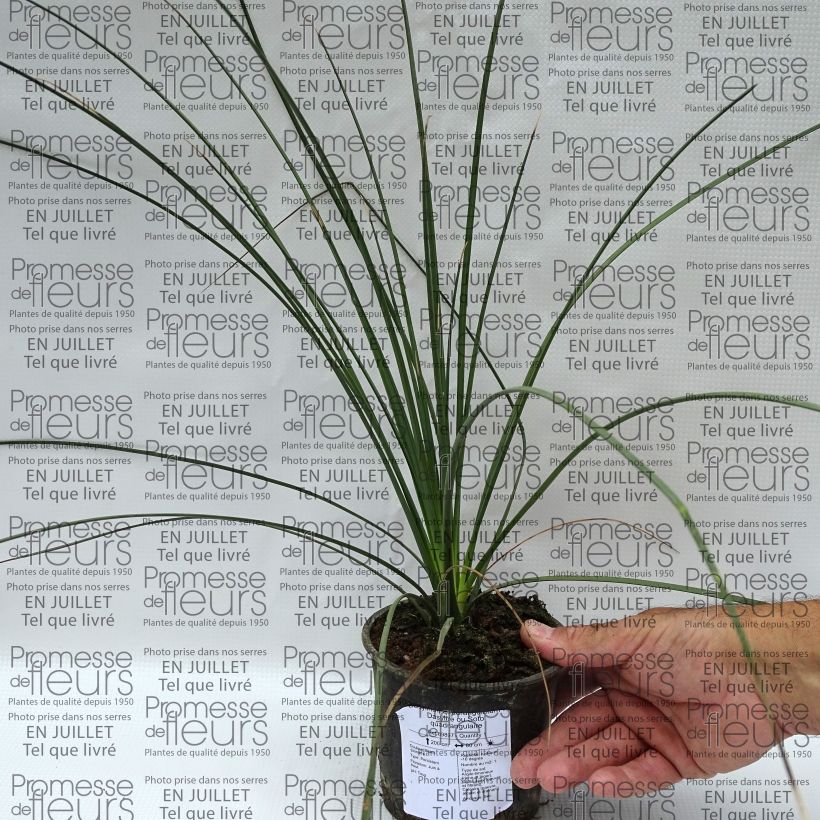 Exemplaar van Dasylirion quadrangulatum - Mexicaanse grasboom Pot van 12 cm / 13 cm zoals geleverd in de zomer