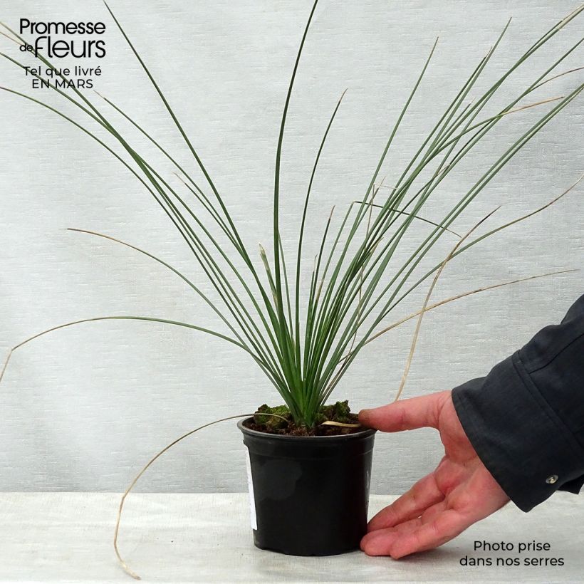 Exemplaar van Dasylirion quadrangulatum - Mexicaanse grasboom Pot van 12 cm / 13 cm zoals geleverd in de lente