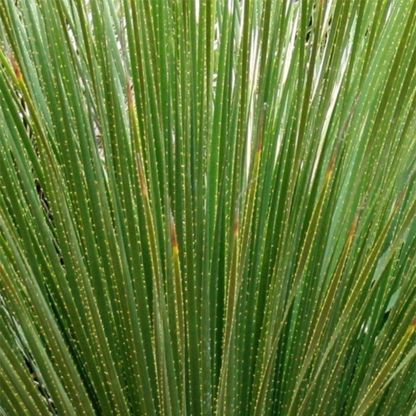 Dasylirion serratifolium - Grasboom (Blad)