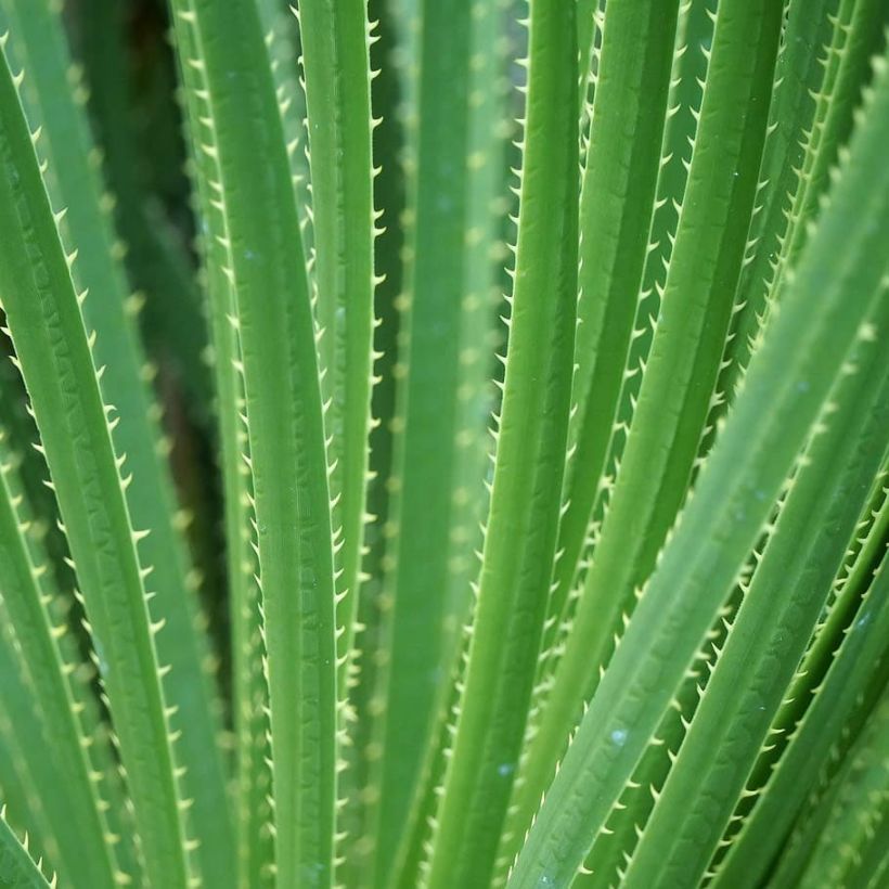 Dasylirion texanum - Mexicaanse grasboom (Foliage)