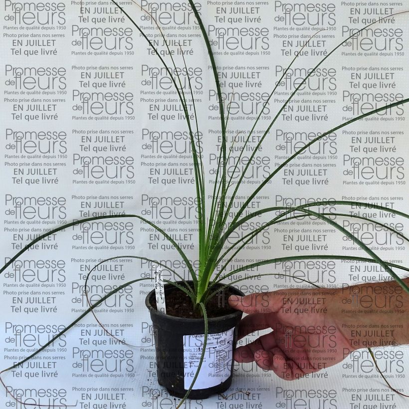 Exemplaar van Dasylirion texanum - Mexicaanse grasboom Pot van 12 cm / 13 cm zoals geleverd in de zomer