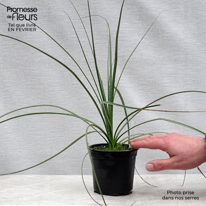 Example of Dasylirion texanum - Mexicaanse grasboom Pot van 12 cm / 13 cm as you get in hiver