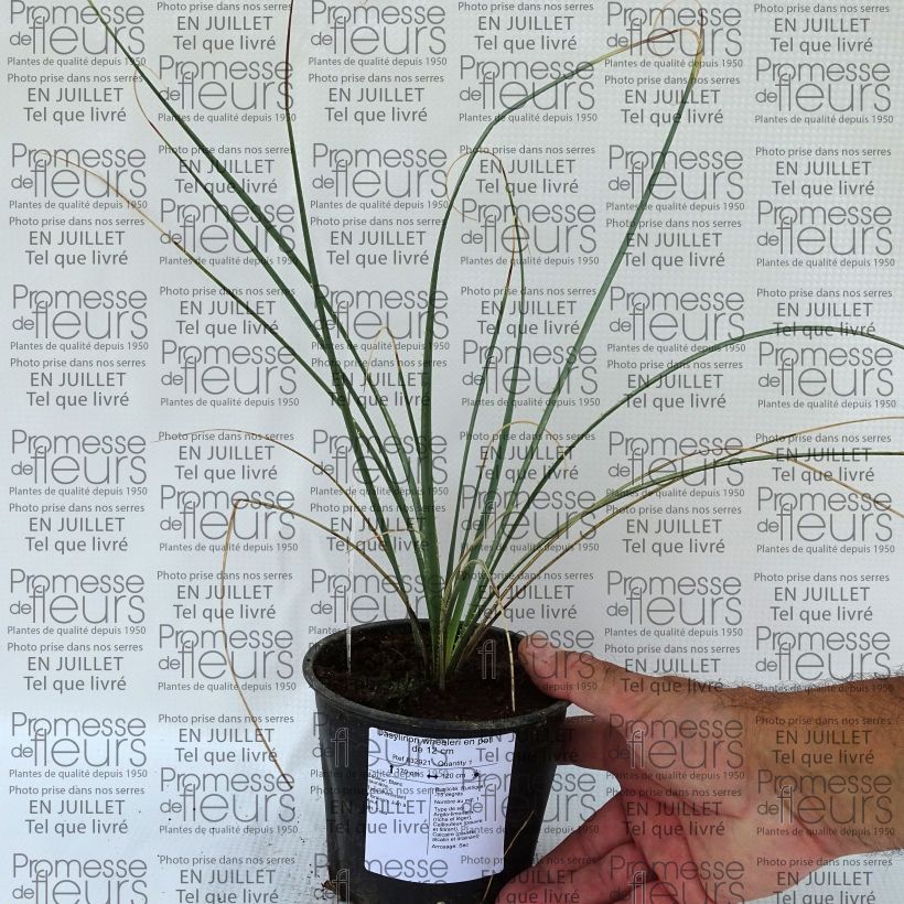 Exemplaar van Dasylirion wheeleri - Mexicaanse grasboom Pot van 3 l/4 l zoals geleverd in de zomer