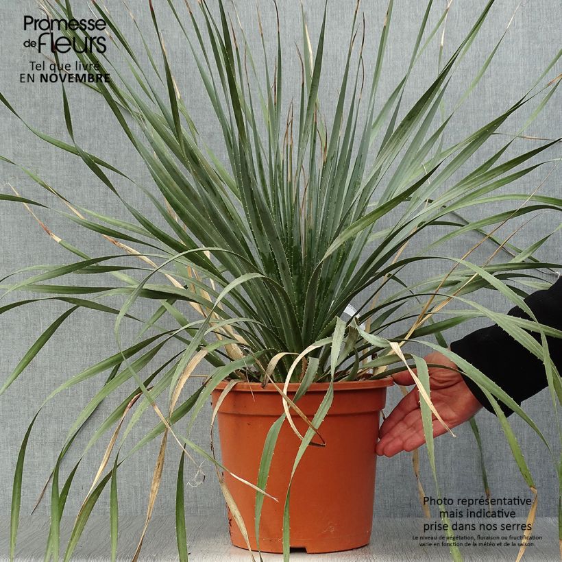 Exemplaar van Dasylirion wheeleri - Mexicaanse grasboom Pot van 7,5 l/10 l zoals geleverd in de herfst