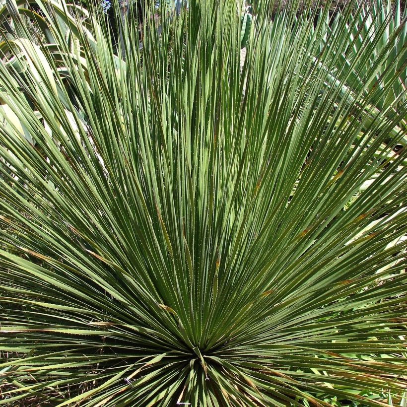 Dasylirion wheeleri - Mexicaanse grasboom (Blad)