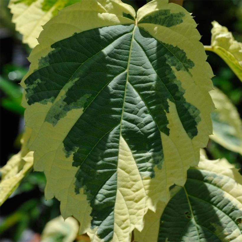 Davidia involucrata Lady Sunshine - Zakdoekjesboom (Blad)