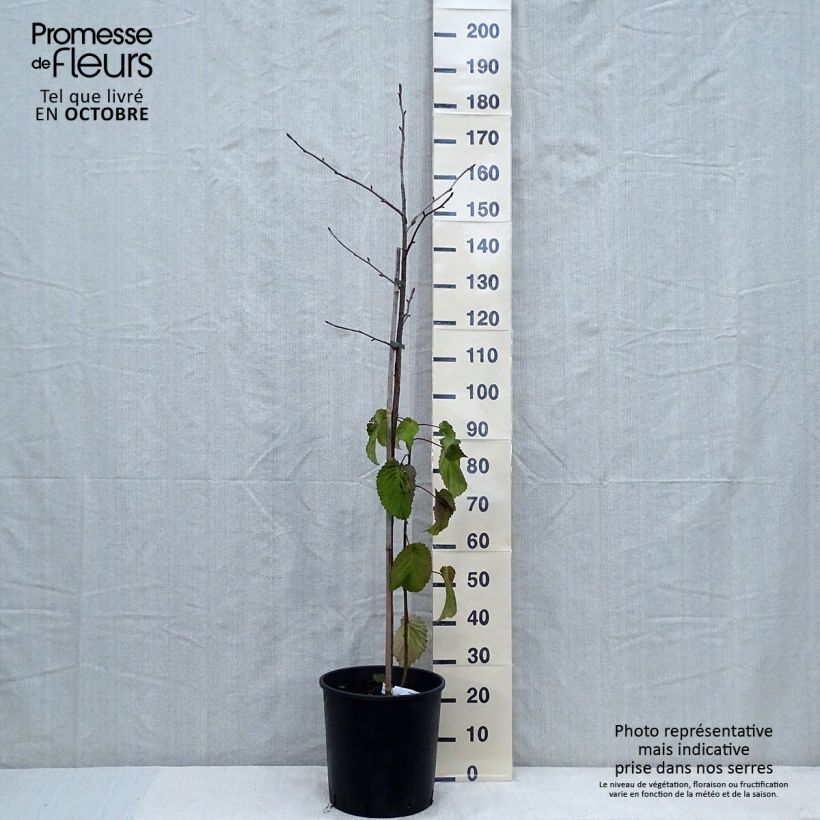 Exemplaar van Davidia involucrata vilmoriniana - Zakdoekjesboom Pot van 18 l/20 l zoals geleverd in de herfst