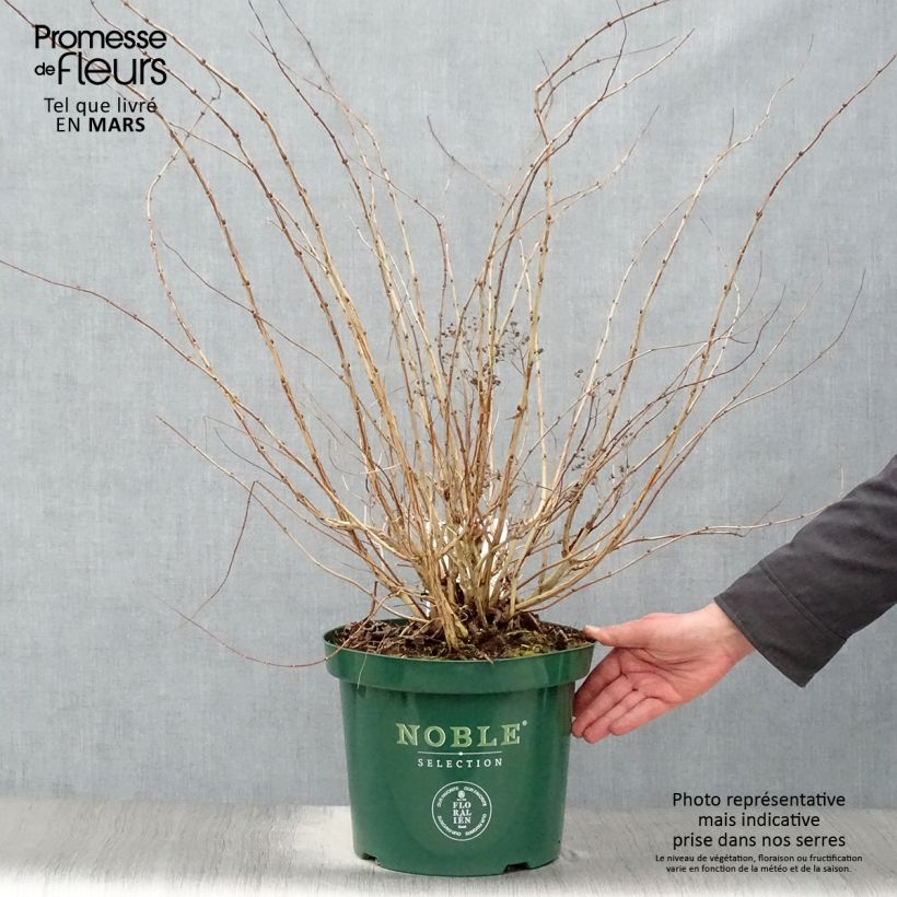 Example of Decaisnea fargesii - Augurkenstruik Pot van 7,5 l/10 l as you get in printemps