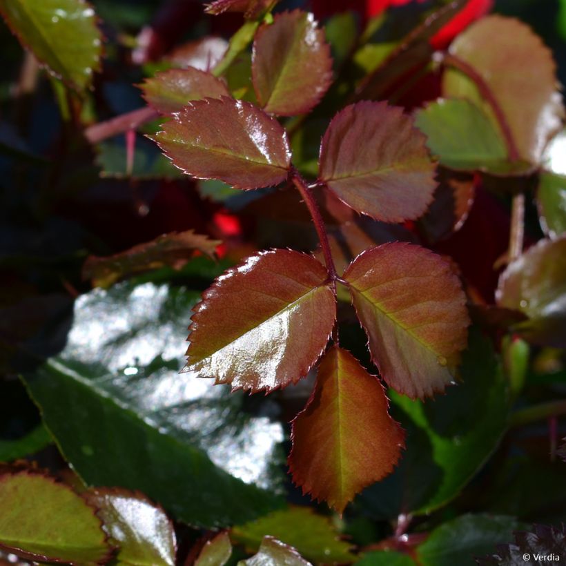 Rosa New Vesuvia - Polyantharoos (Blad)
