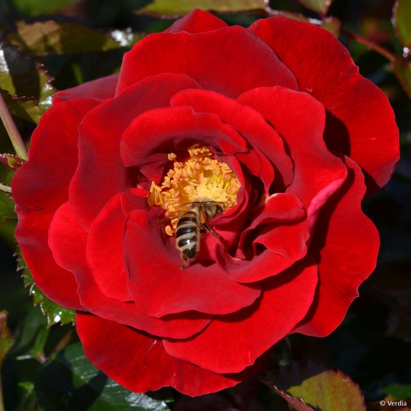 Rosa New Vesuvia - Polyantharoos (Bloei)