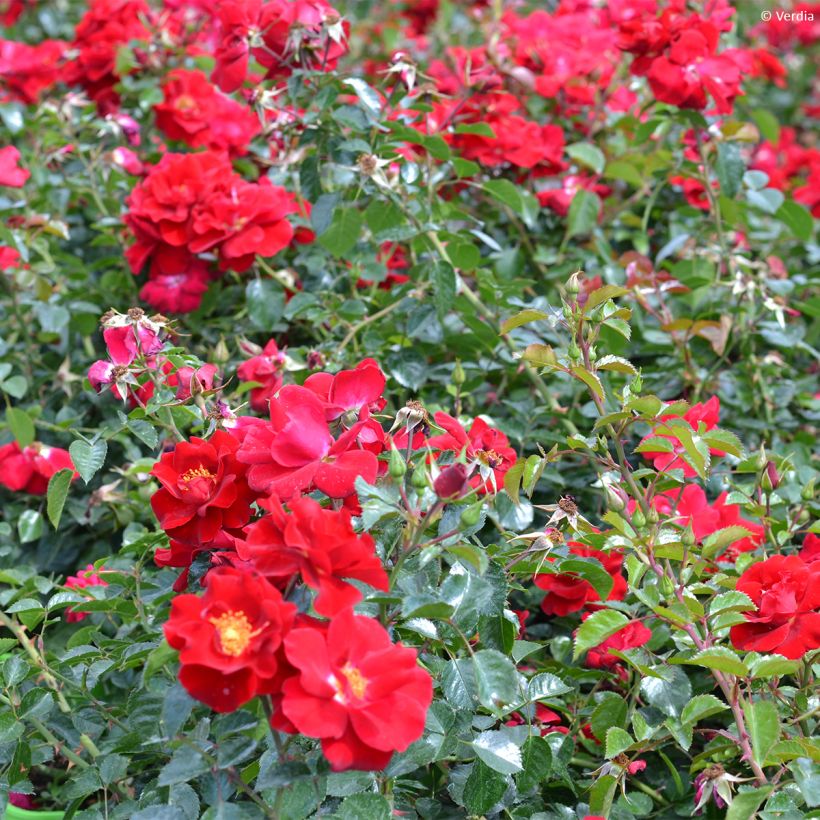 Rosa New Vesuvia - Polyantharoos (Groeiplaats)