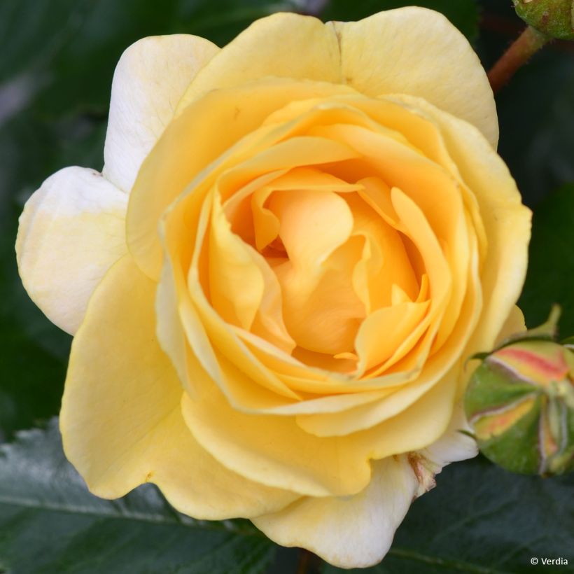 Rosa Soleya - Polyantharoos (Bloei)