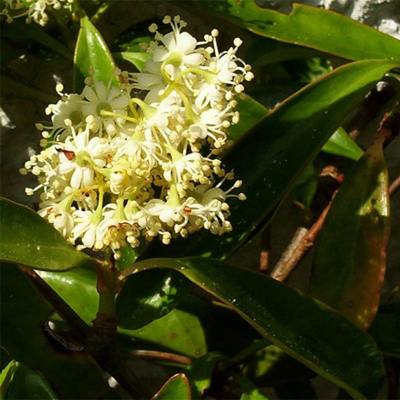 Decumaria sinensis - Chinese klimplant (Bloei)