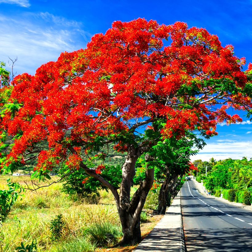 Delonix regia (Groeiplaats)