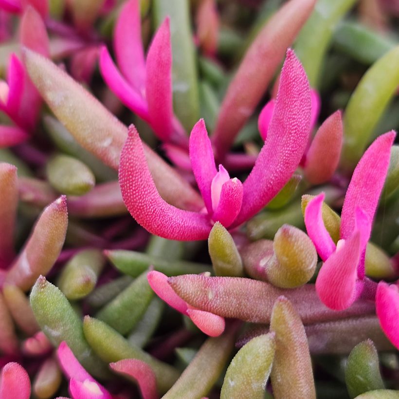 Delosperma Desert Dancers Rood - IJsbloem (Blad)