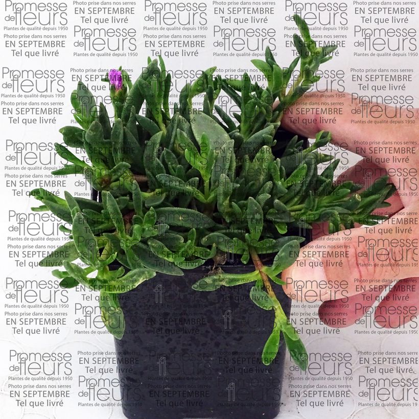 Voorbeeld van een exemplaar van Delosperma Table Mountain - Pourpier vivace  Godet de 7/8 cm zoals geleverd