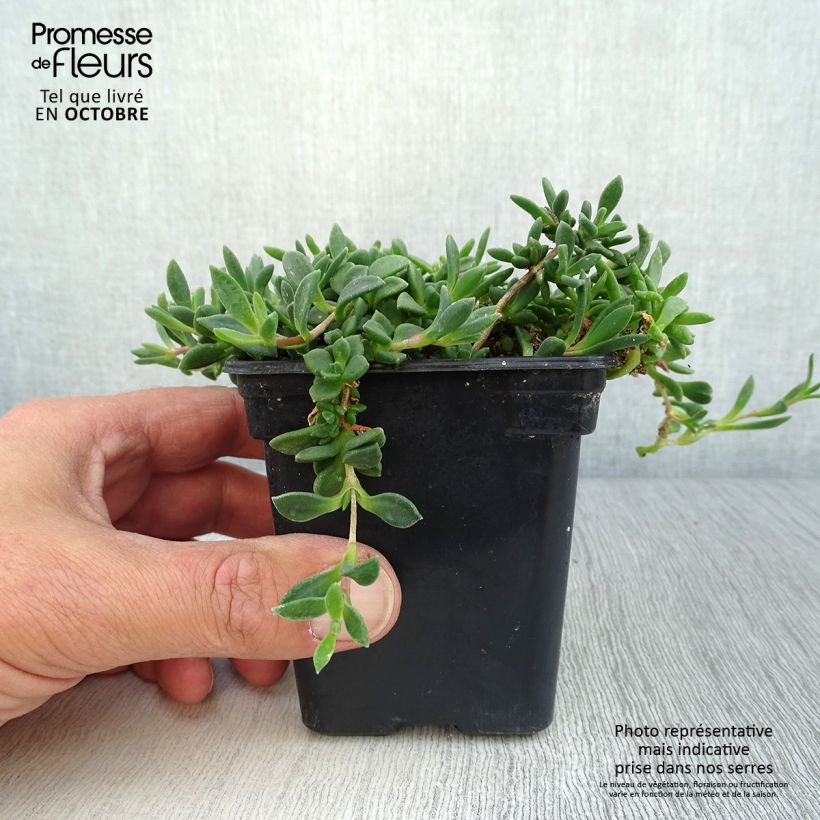 Exemplaar van Delosperma cooperi Table Mountain - IJsbloem Kweekpotje van 7/8 cm zoals geleverd in de herfst