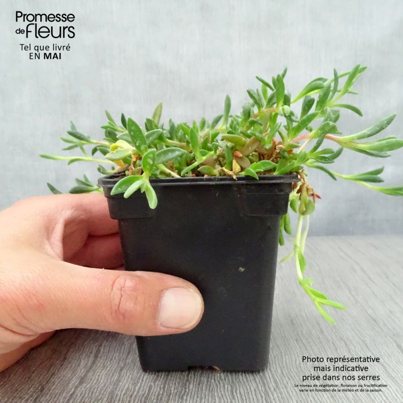 Exemplaar van Delosperma cooperi Table Mountain - IJsbloem Kweekpotje van 7/8 cm zoals geleverd in de lente